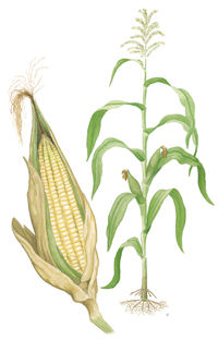 Zea mays