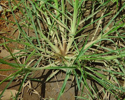 Goosegrass Scientific name: Eleusine indica