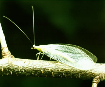 Insects of Kerala: Lacewing
